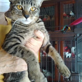 元気なオスの子の里親募集中！