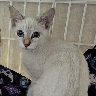 甘えん坊ニセコちゃん