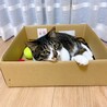 お家猫さんいるお宅希望‼️猫大好きなチビ君 サムネイル7