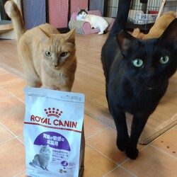 ごはんありがとうの琴ちゃん