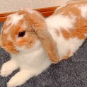 うさぎ ロップイヤー、ミニウサギの里親募集