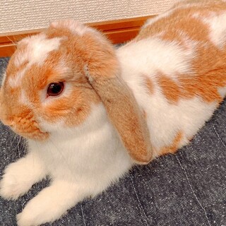 うさぎ ロップイヤー、ミニウサギの里親募集