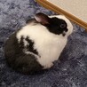 うさぎ ロップイヤー、ミニウサギの里親募集 サムネイル2