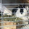うさぎ ロップイヤー、ミニウサギの里親募集 サムネイル3