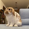 うさぎ ロップイヤー、ミニウサギの里親募集 サムネイル4