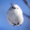 柴犬太郎