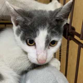 2兄弟グレー白♡楽くん♂３か月