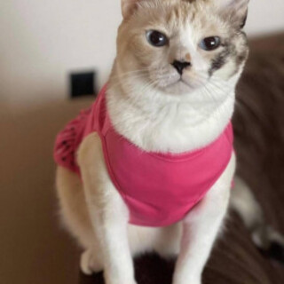 可愛いパステル三毛女子フーちゃん♀3歳