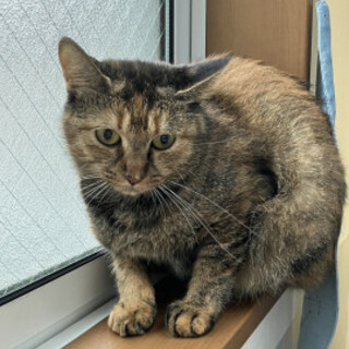 可愛いサビ猫女子コハルちゃん♀3歳