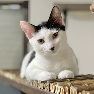 ４ヶ月の女の子