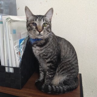 保護猫 オストン君★ ♂