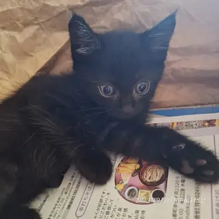 子猫里親募集!!  四郎くん