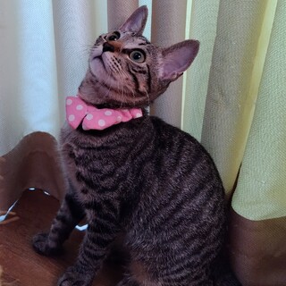 猫好き、人好き、遊び好きな女の子ホップちゃん