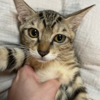 おっとり系♪抱っこもかわいい男の子♪