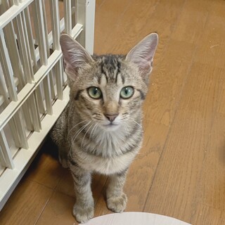 きれいなキジトラのきょうすけくん