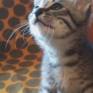 キジトラのまゆげ君里親さん募集一時停止