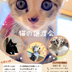 猫の譲渡会 @犬山市福祉活動センター