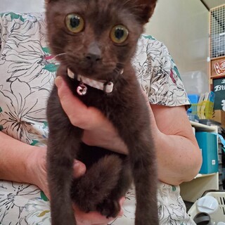 名前は【こま】です！