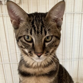 性格良し！甘えん坊キジトラ男子⭐️ムース