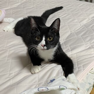 色々と誤作動中　オモロなカブ君