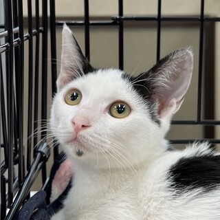 人懐こい困り顔のハチワレガール❤️せな