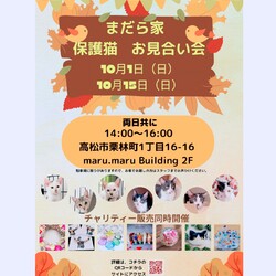 保護猫のお見合い会