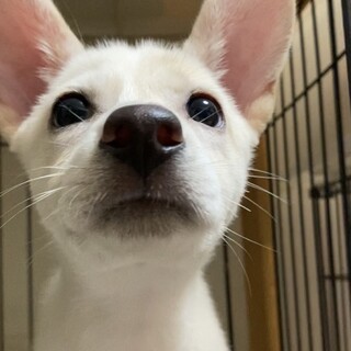 グァバのずっとのおうちを探しています。