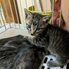 子煩悩の母猫が懸命に育てた子猫です サムネイル2