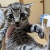 子煩悩の母猫が懸命に育てた子猫です サムネイル5