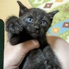 子煩悩の母猫が懸命に育てた子猫です サムネイル6