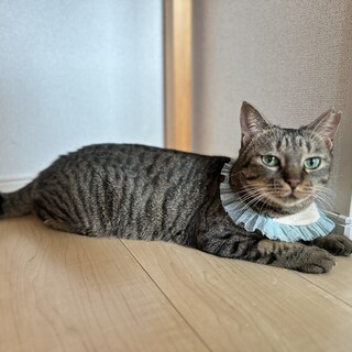 スリゴロぽんず