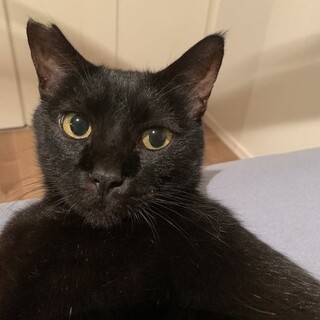 10/1譲渡会✨奄美からきた人大好きおだやかボーイ