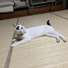 の写真