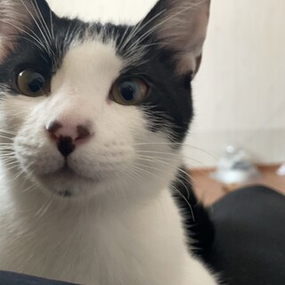 チョビヒゲがかわいい！オス4ヶ月のやんちゃboy！