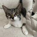 雑種メス！ちょっとビビりな甘えん坊Girl！