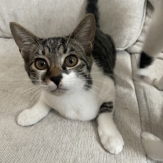 雑種メス！ちょっとビビりな甘えん坊Girl！