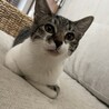 雑種メス！ちょっとビビりな甘えん坊Girl！ サムネイル2
