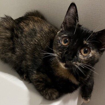 全体的に黒っぽくて、まんまるのお目目、口の下から首元にかけての白色、ダラっとした体勢が特徴です。
