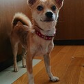 元気な柴犬×チワワのミックス♂