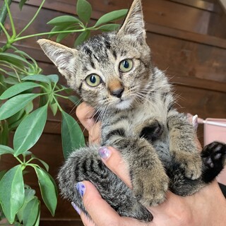 ちいさなキジ猫の『ふたちゃん』♪