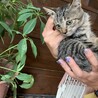 ちいさなキジ猫の『ふたちゃん』♪ サムネイル4