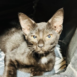 推定２ヶ月の子猫です