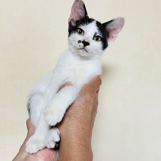 推定2ヶ月の子猫です