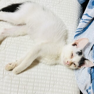 推定2ヶ月の子猫です