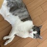 チーちゃん