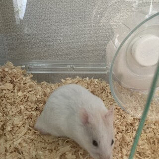 ゴールデンハムスター（白　性別：雄　生後：３ヶ月）