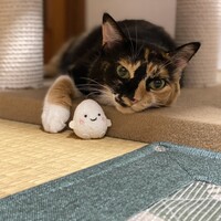 むぎ