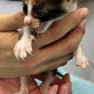 譲渡されました。