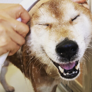 マイペースな柴犬の彦助くん