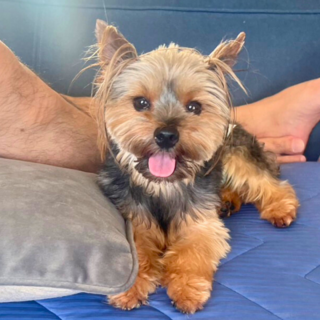 【問い合わせ多数の為募集停止】あっくん